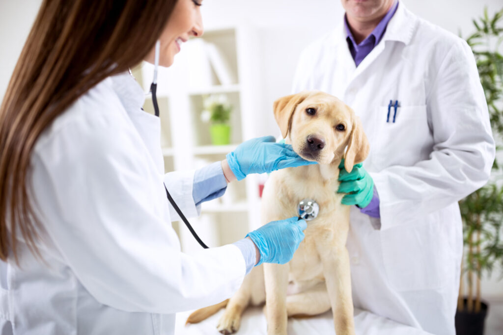 Veterinary Rehabilitation Services Industry