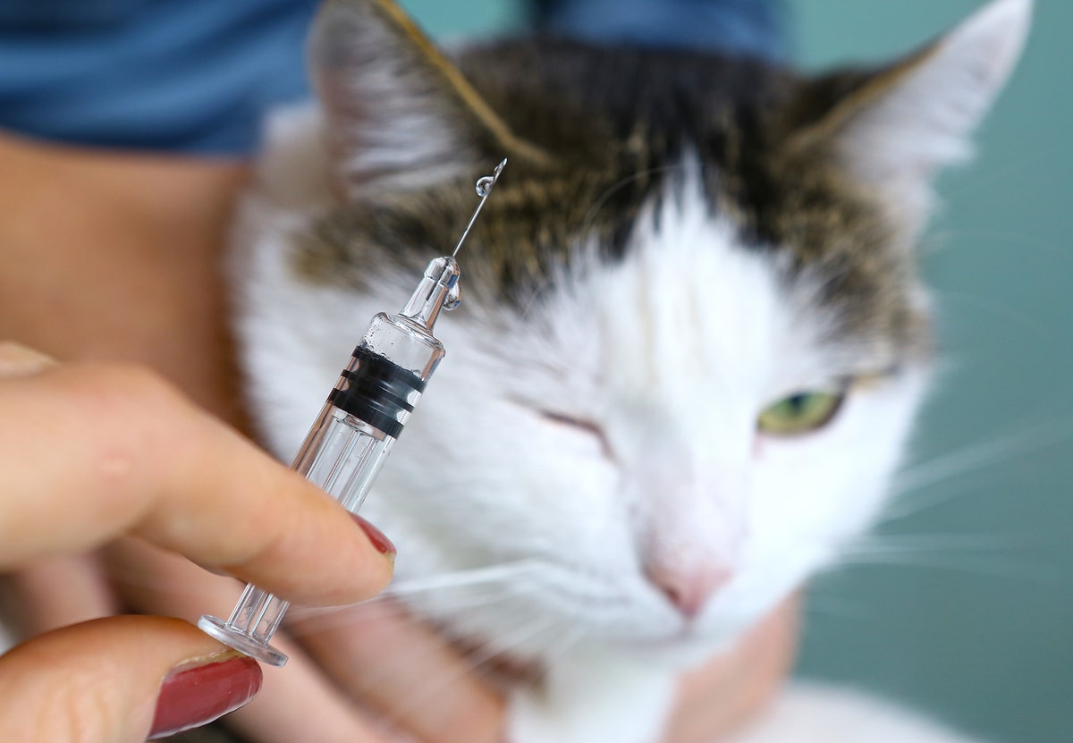 Veterinary Vaccines Market