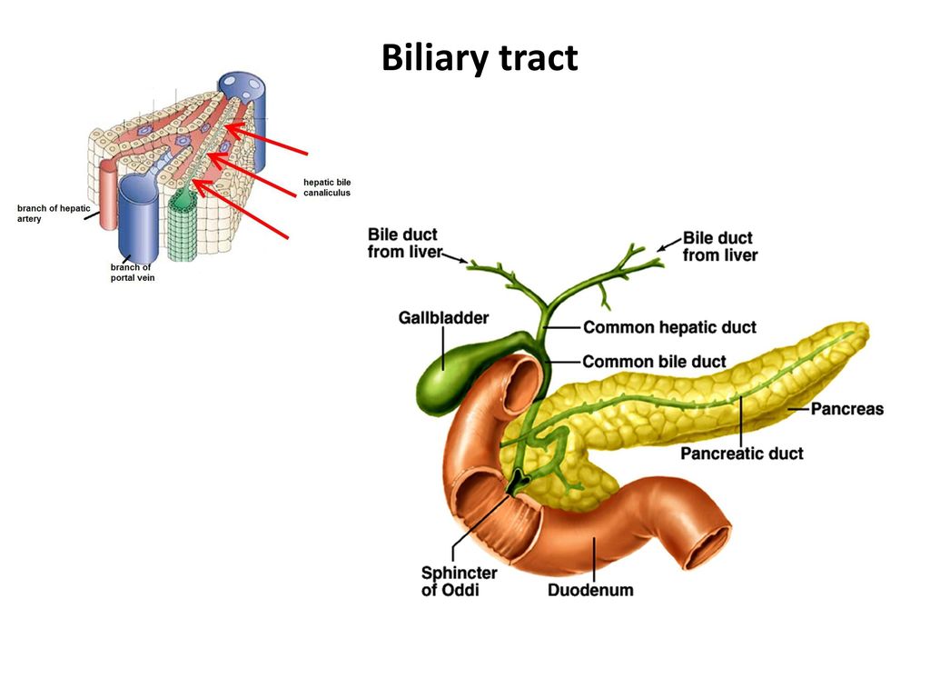 Biliary Tract Cancer (BTCs) Treatment Industry