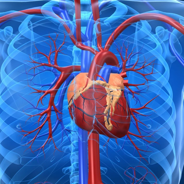 Cardiovascular Repair & Reconstruction Devices Market