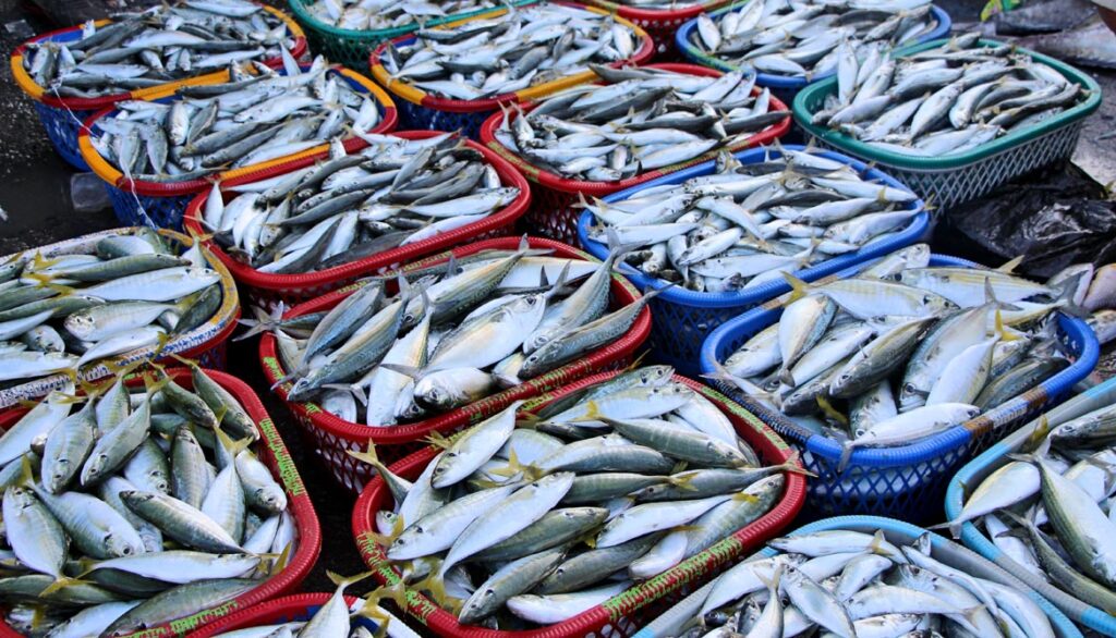 Fish Silage Market