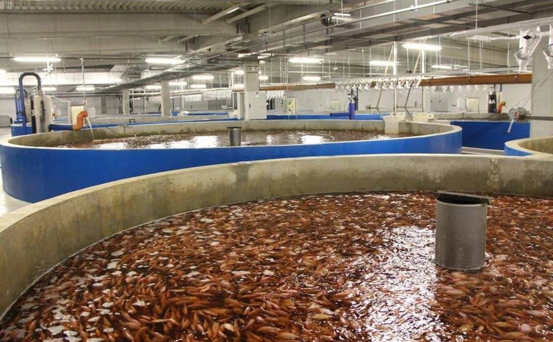 Fish Waste Management Market