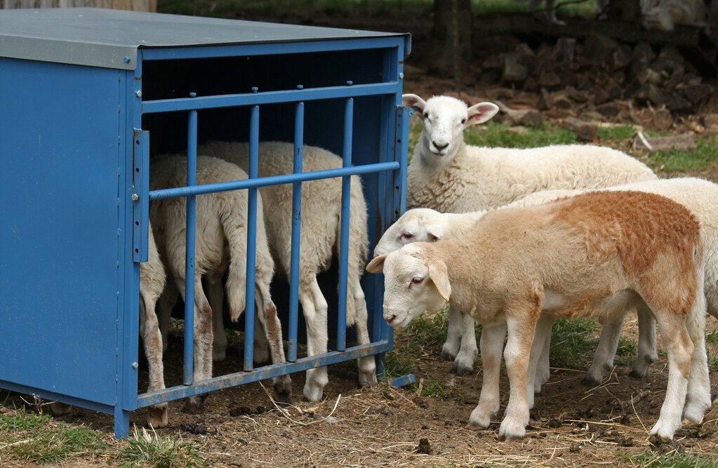 Goat Creep Feeder Market