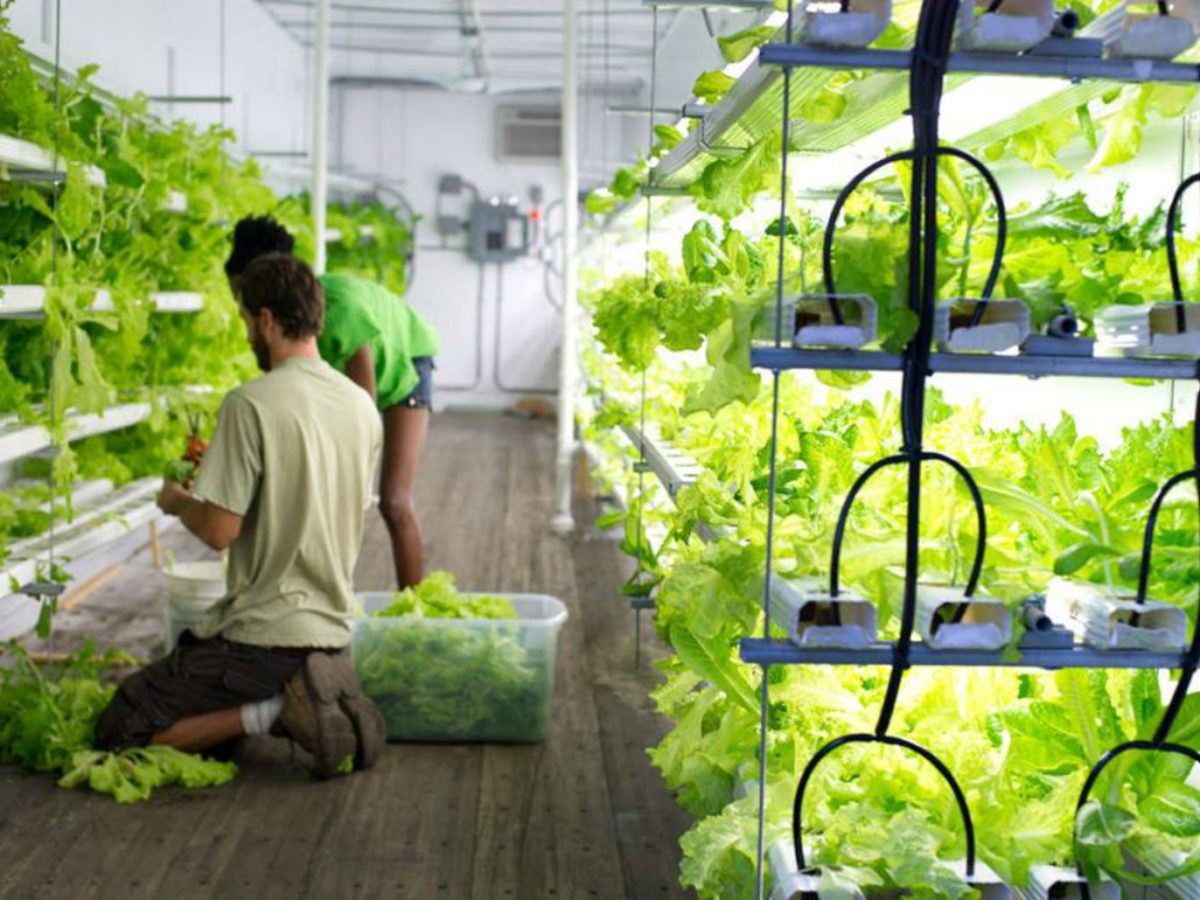 Hydroponic Market