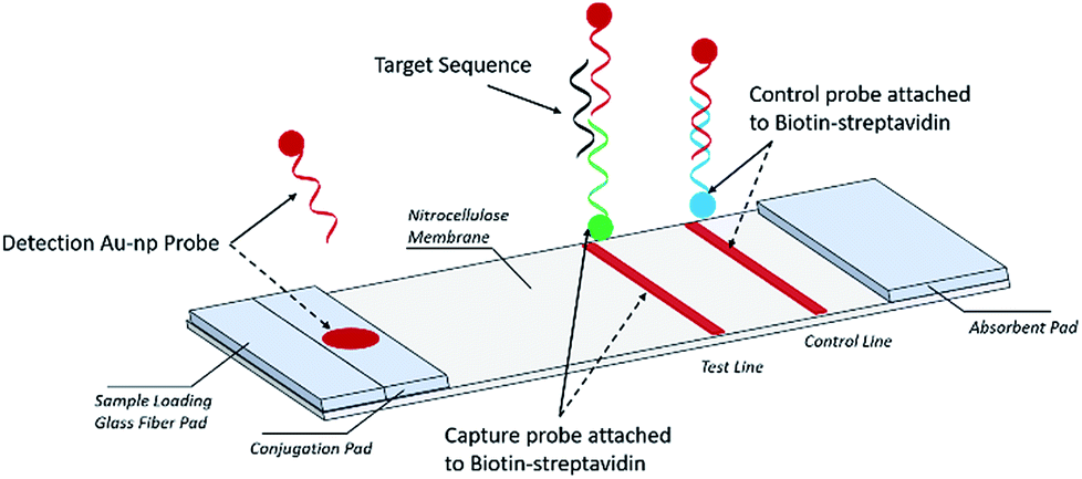 Lateral Flow Assays Industry