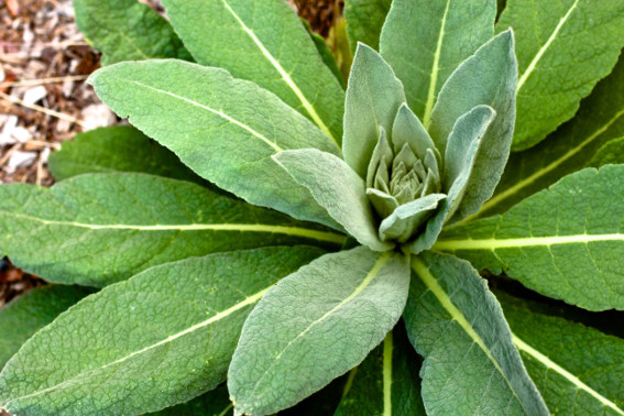 Mullein Leaf Market