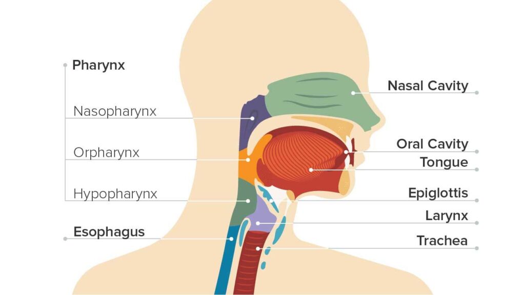 Nasopharyngeal Carcinoma Treatment Industry