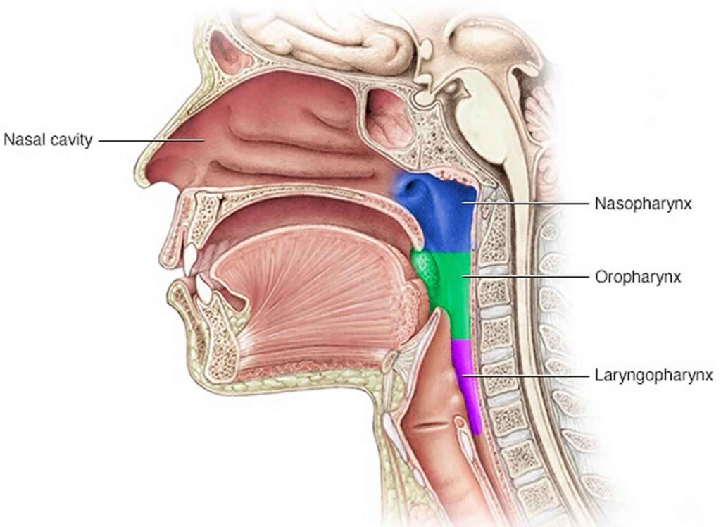 Nasopharyngeal Carcinoma Treatment Industry