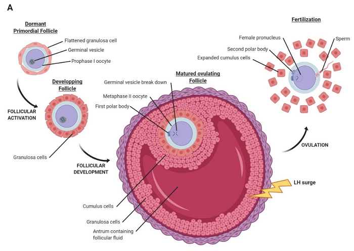 Oocyte Retrieval Needles Industry