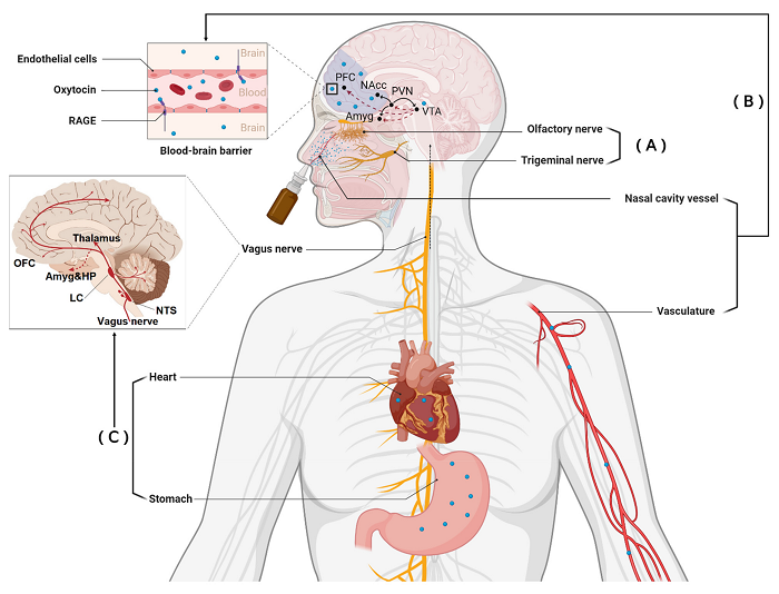 Oxytocin Market