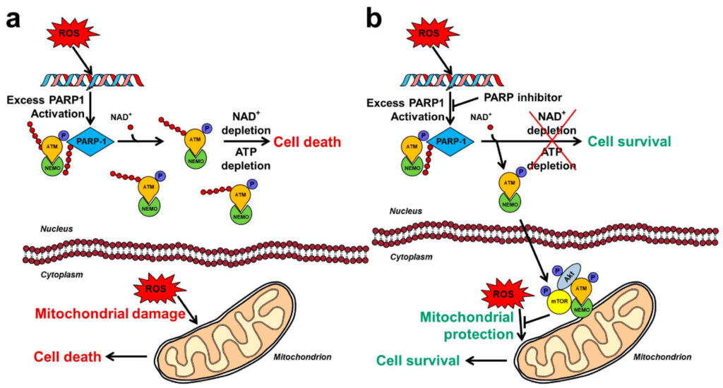 PARP Inhibitors Industry