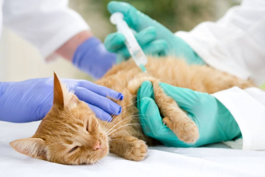 Pet Cancer Therapeutics Industry