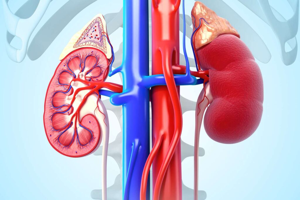 Renal Function Test Market