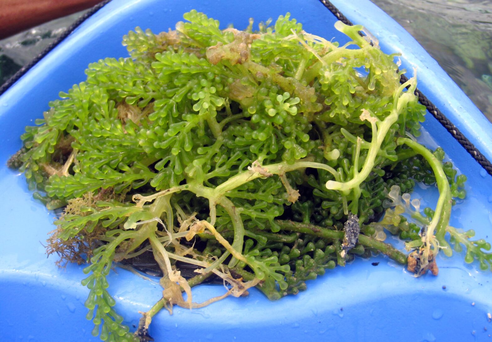 Seaweeds Market