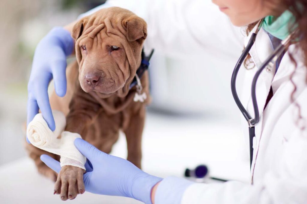 Veterinary Wound Care Market