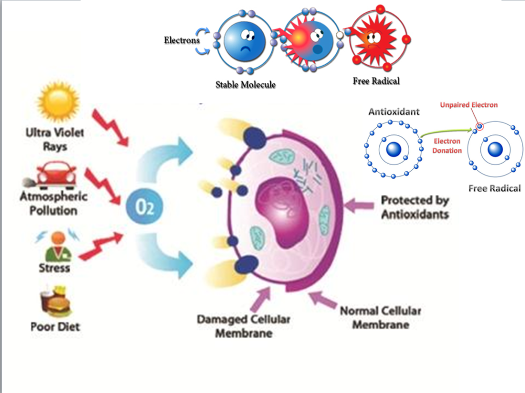 Antioxidants Reagents Market