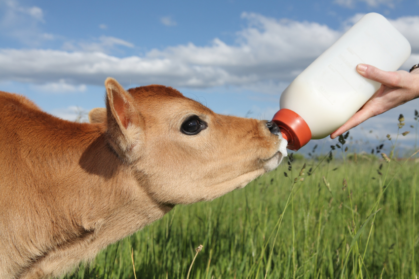 Calf Milk Replacers Market