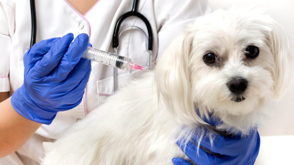 Canine Flu Therapeutics Market