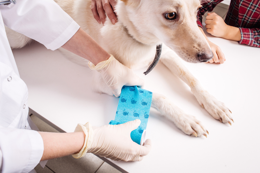 Compression Veterinary Bandages Market