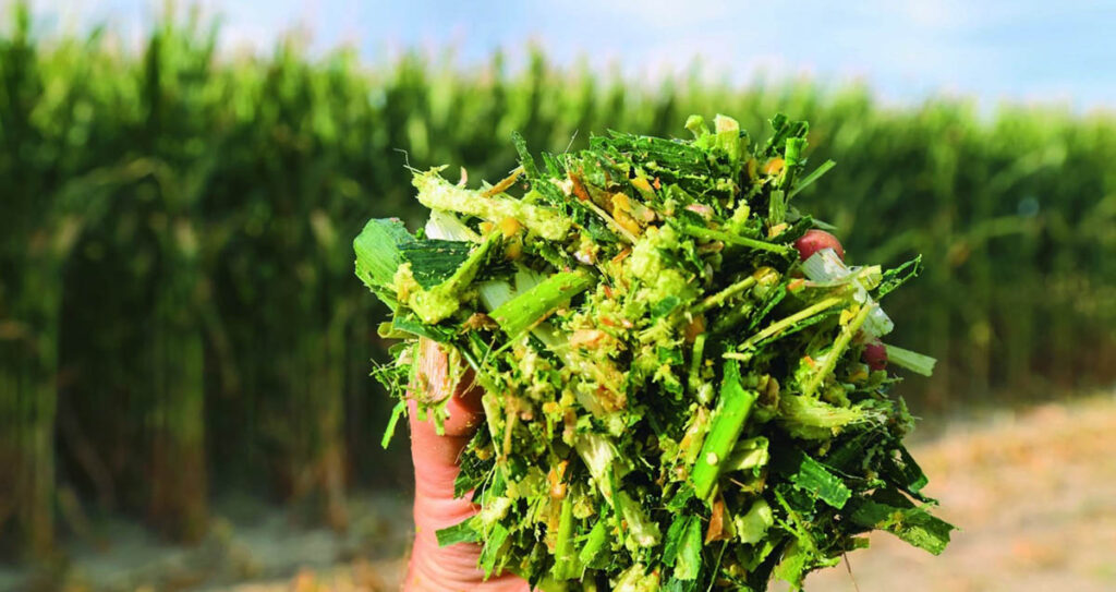 Corn Silage Market