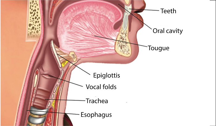 Epiglottitis Treatment Market