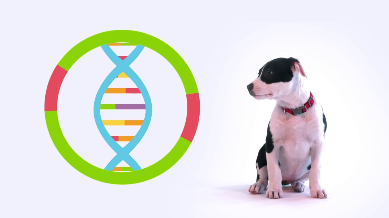 Global Pet DNA Testing Industry