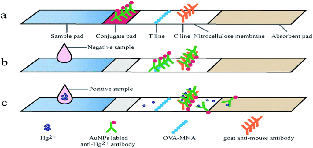 Immunochromatography Kits Market