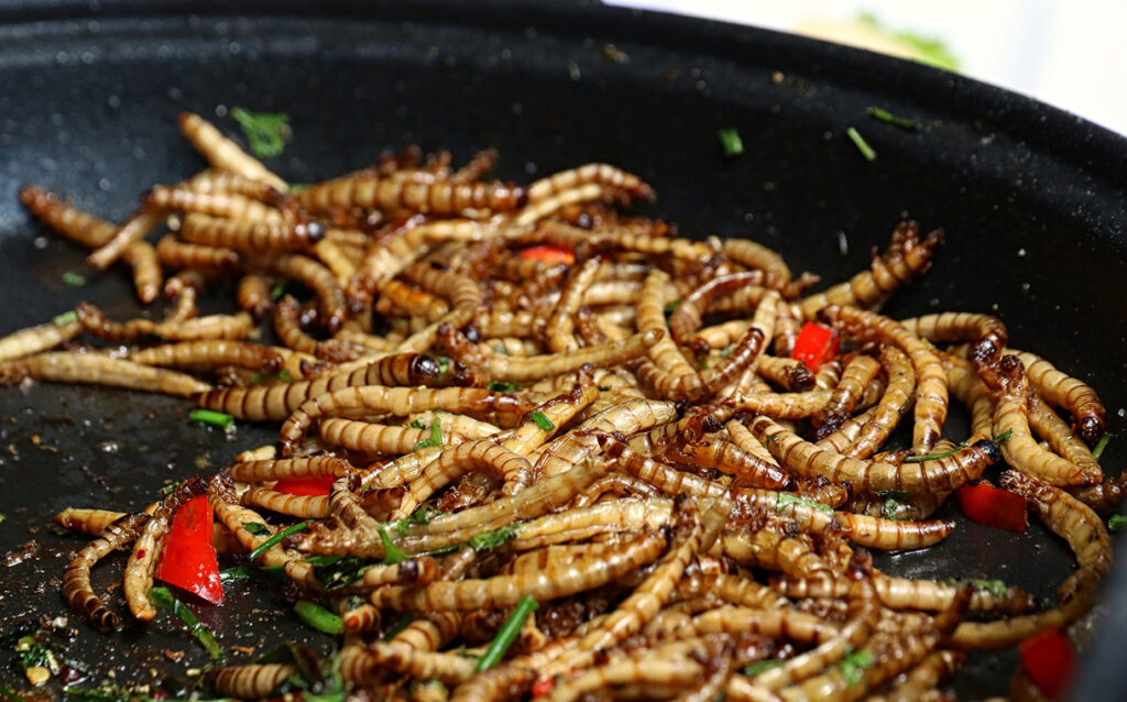 Insect Feed Market