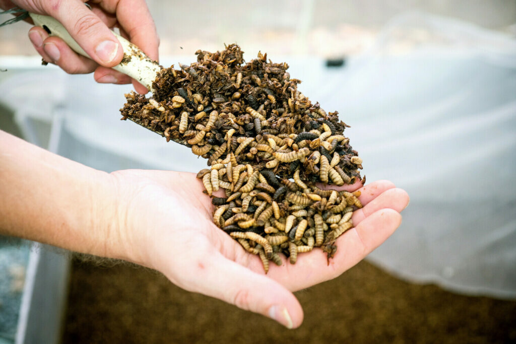 Insect-based Pet Food Market