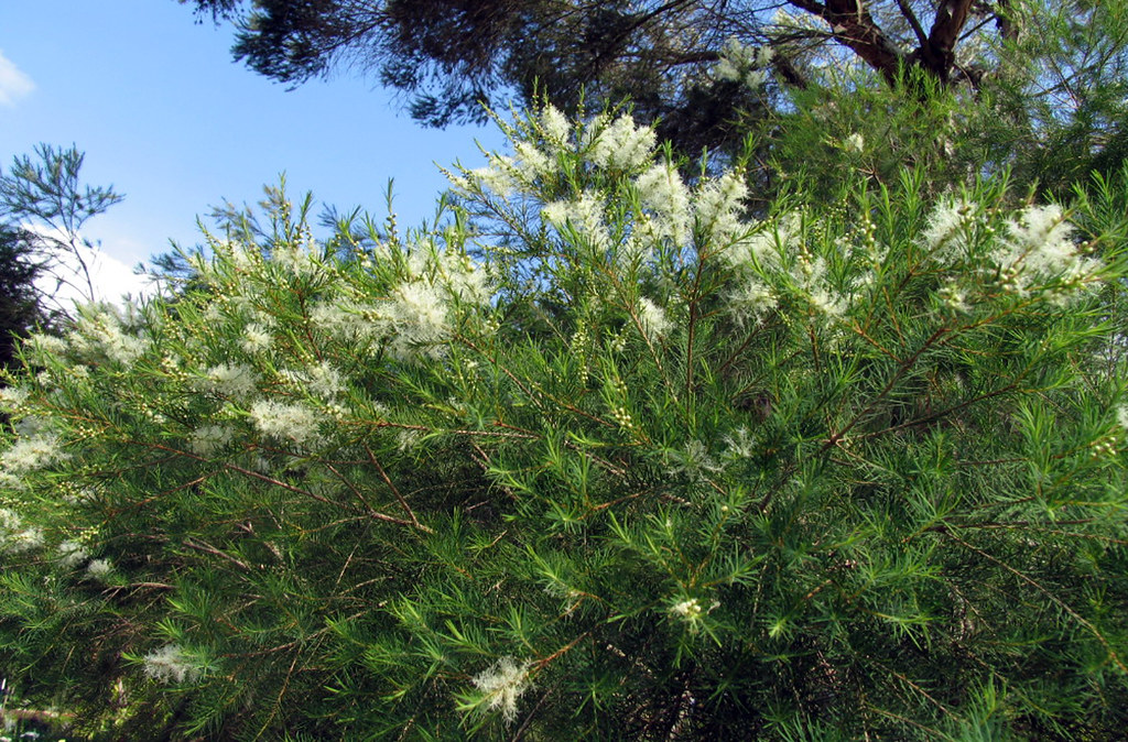 Melaleuca Alternifolia Market