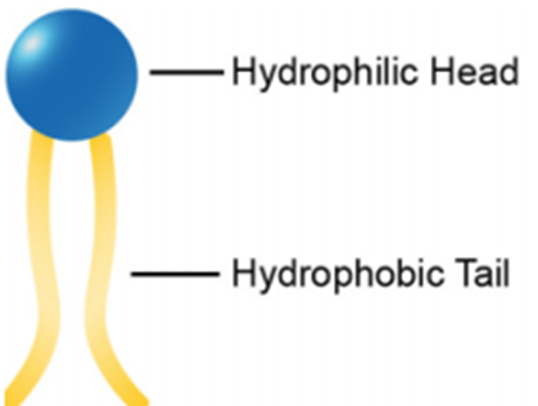 phospholipid market