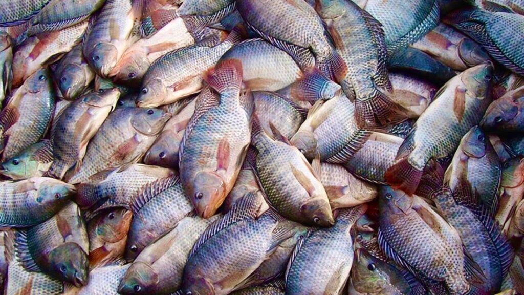 Tilapia Market 