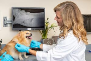 Veterinary Imaging Market