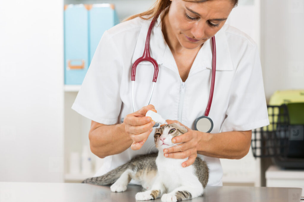 Veterinary Infectious Disease Diagnostics Market