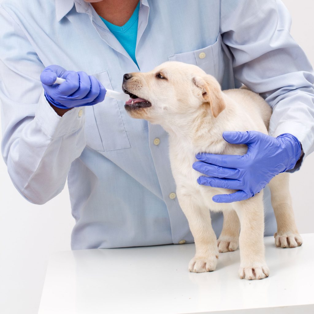 Veterinary Rehabilitation Services Market