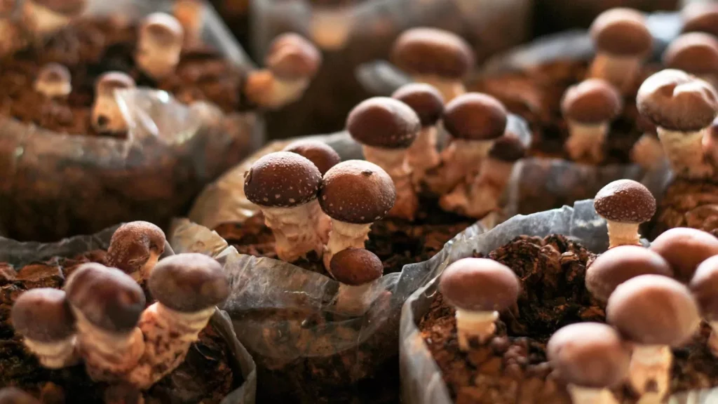 global functional mushroom market
