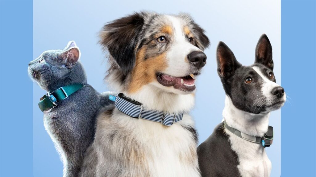 Smart Pet Collar Market