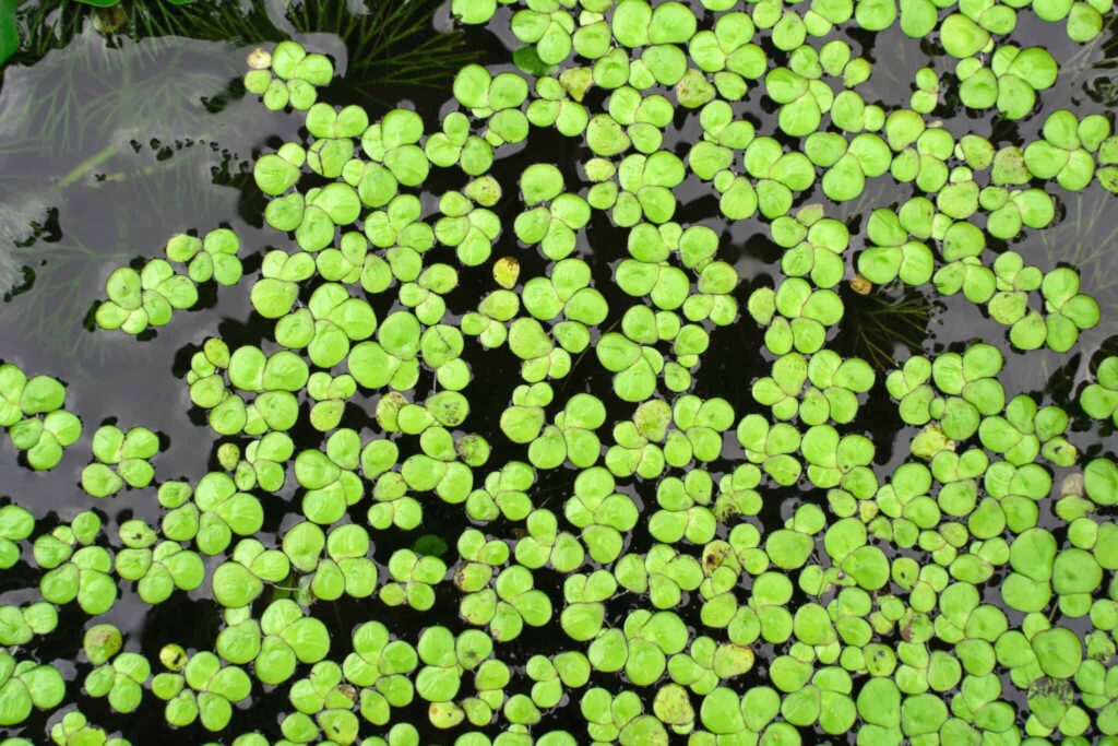 duckweed market 