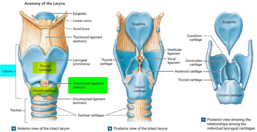 Epiglottitis Treatment Market