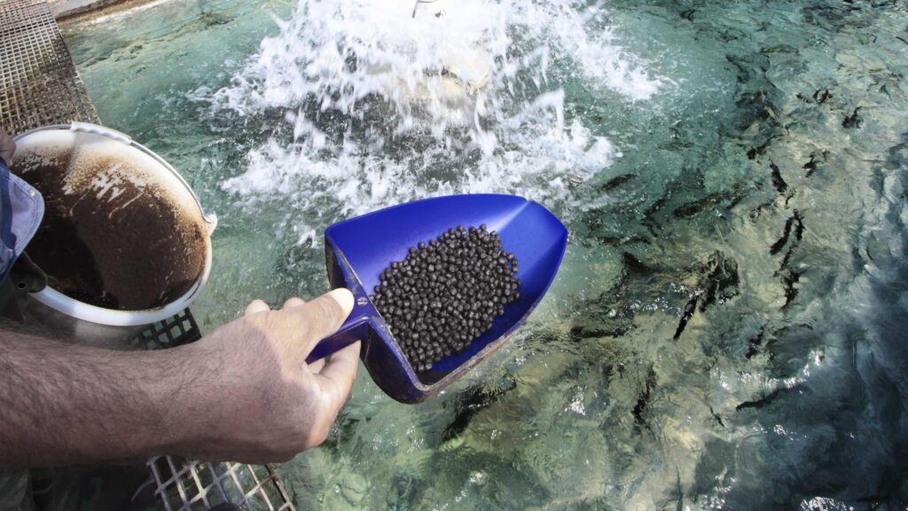 Fish Feed Market