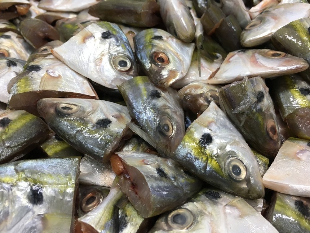 Fish Waste Management Market 