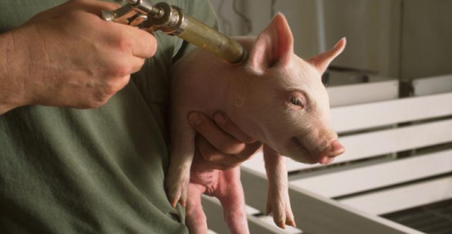Global Swine Vaccine Industry