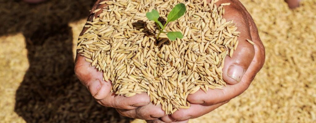 Hybrid Rice Seeds Market 