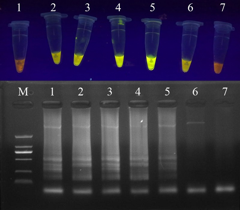 Loop-mediated Isothermal Amplification Market