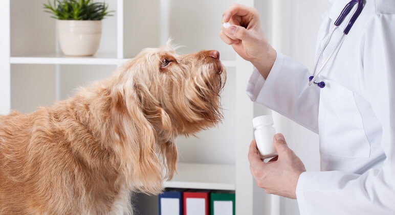 Pet OTC Medication Market