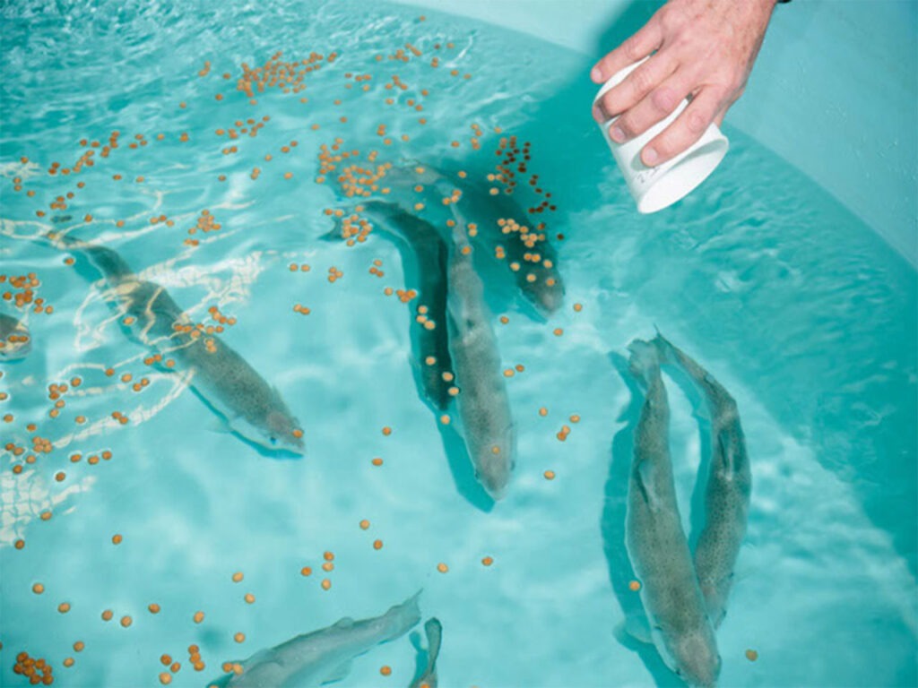 Plant-Based Fish Feed Market 