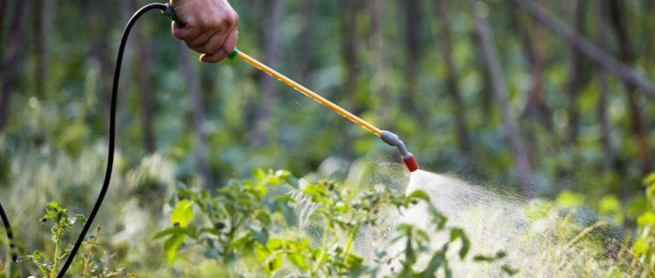 Rodent Control Pesticides Market 