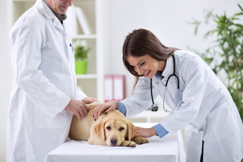 Veterinary Laser Market