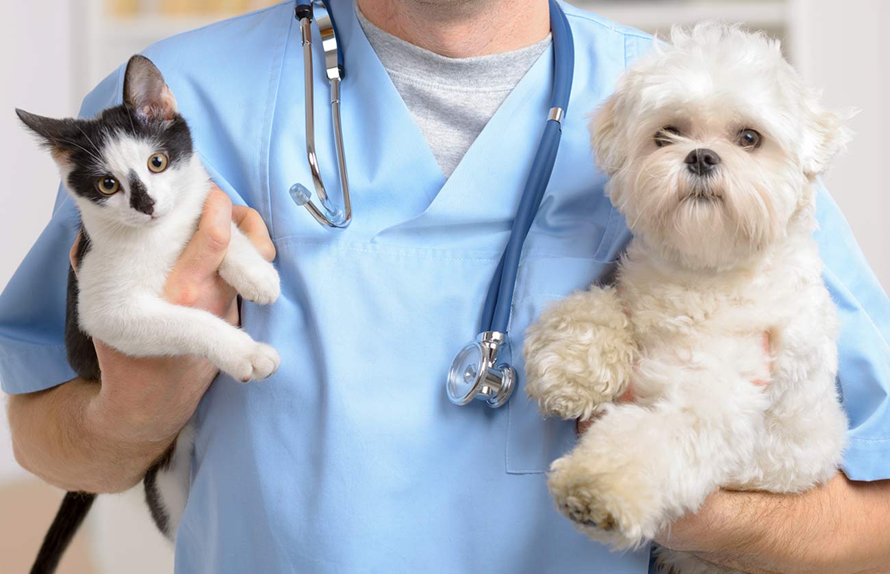 Global Veterinary Services Industry