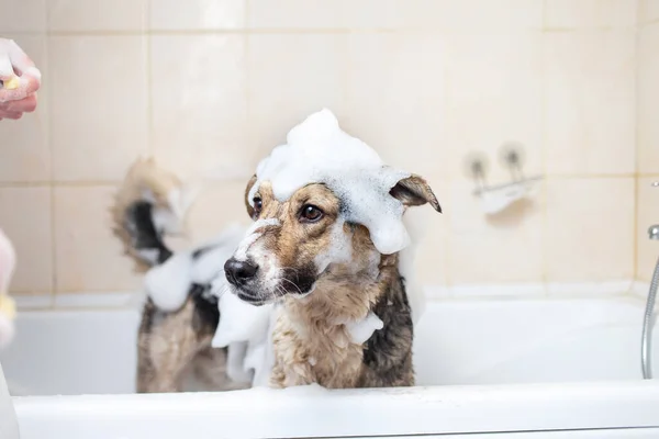 Pet Shampoo Market